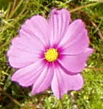 Example for the Compose command